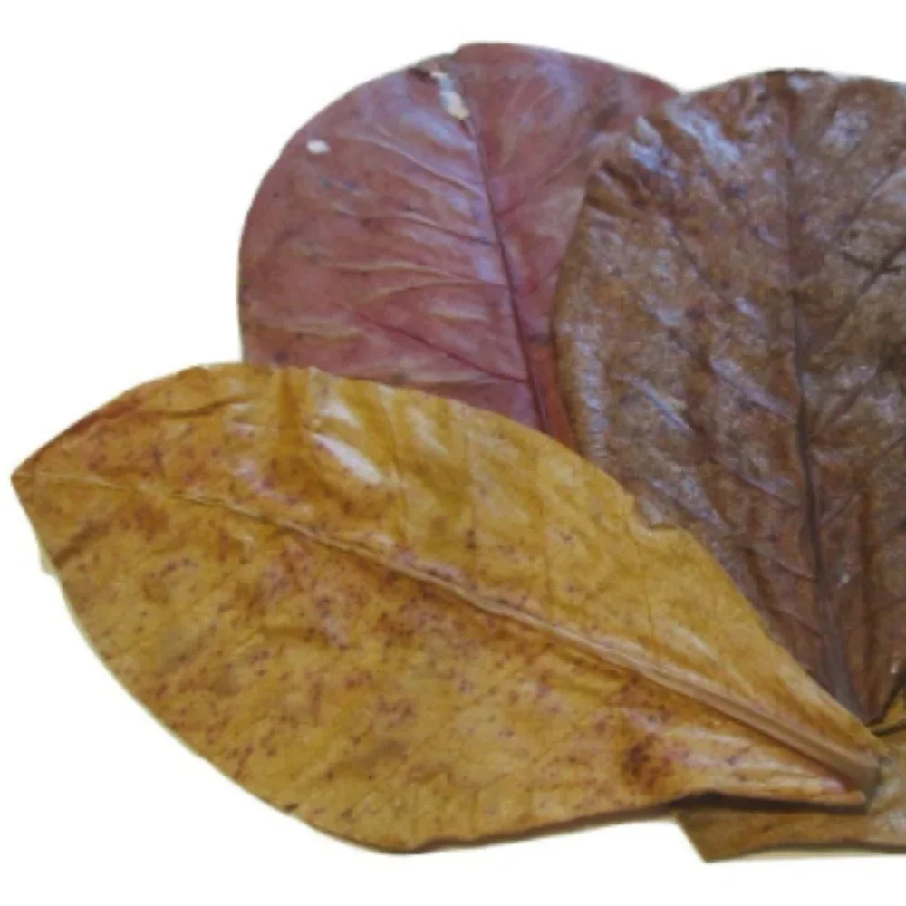 15 Large Indian Almond Leaves 6''-8'' for freshwater shrimp & betta fish